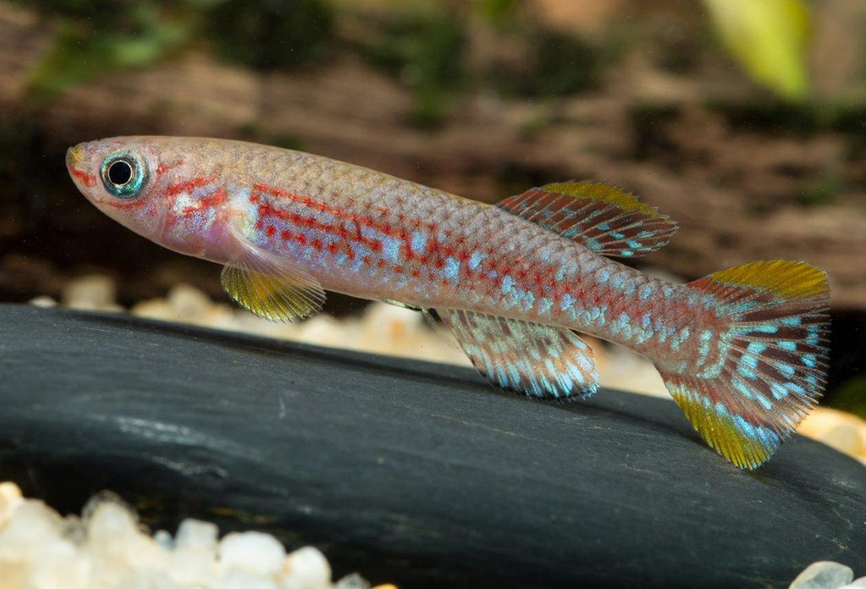 Foto på fisken Fundulopanchax mirabilis mirabilis