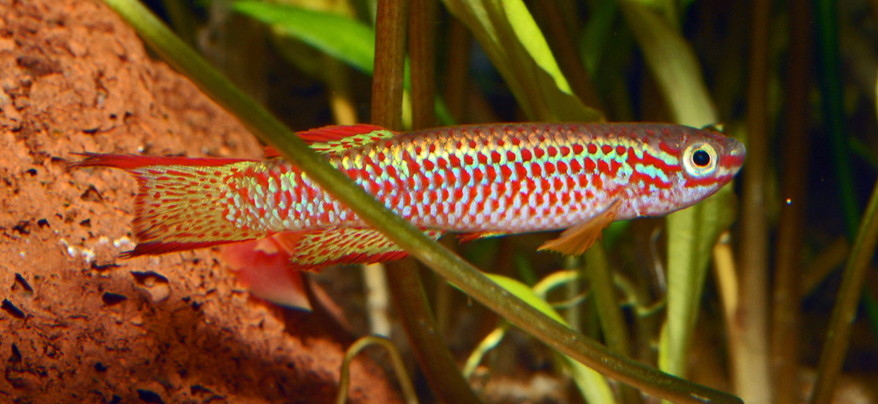 Aphyosemion gabunense