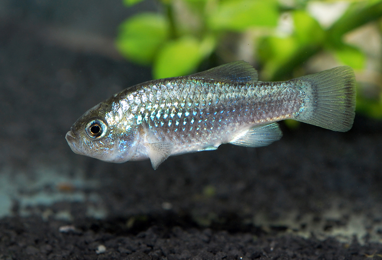 Potosi killi, Potisi pupfish