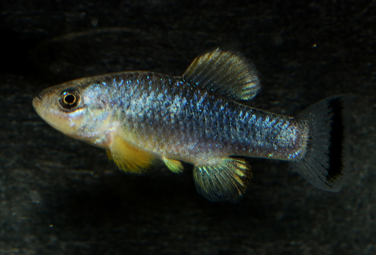 Blåryggad tandkarp, Bolson pupfish