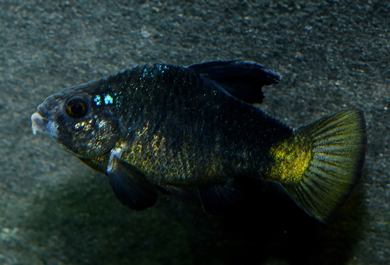 Chichancanab/svartfenad pupfish