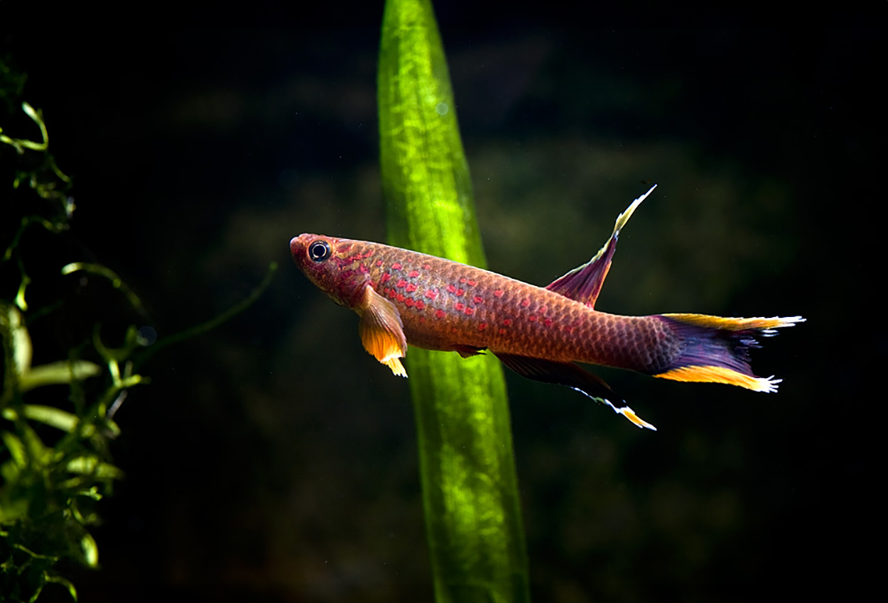 Foto på fisken Aphyosemion australe