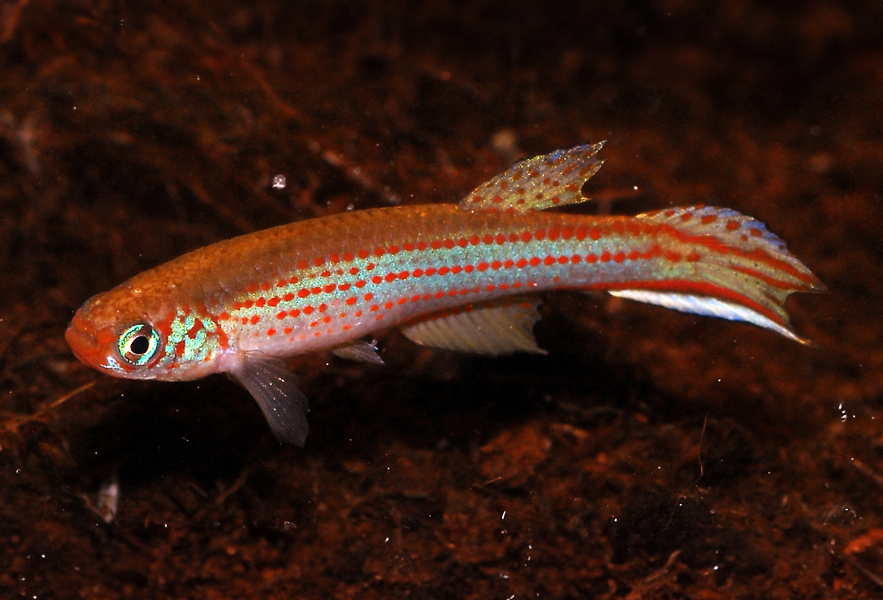 Svärdstjärtskilli, swordtail longfin killie