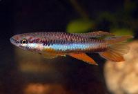 Vulkankilli, volcano killifish