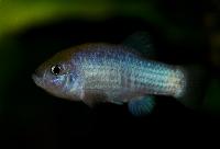 Ash Medows amargosa-pupfish, Nevada pupfish, Nevadakilli