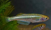 <i>Lamprichthys tanganicanus</i>