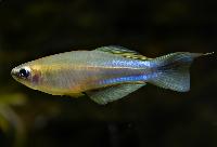 <i>Plataplochilus ngaensis</i>