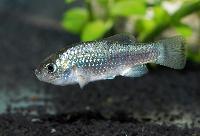 Potosi killi, Potisi pupfish