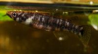 <i>Epiplatys huberi</i>, Douengui