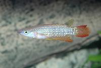 <i>Aplocheilus lineatus</i>