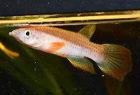 <i>Epiplatys chaperi</i>, Angona