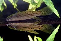 <i>Epiplatys singa</i> Cap Estérias GJS_00-33