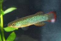 <i>Fundulus sciadicus</i>, Apache, Nebraska