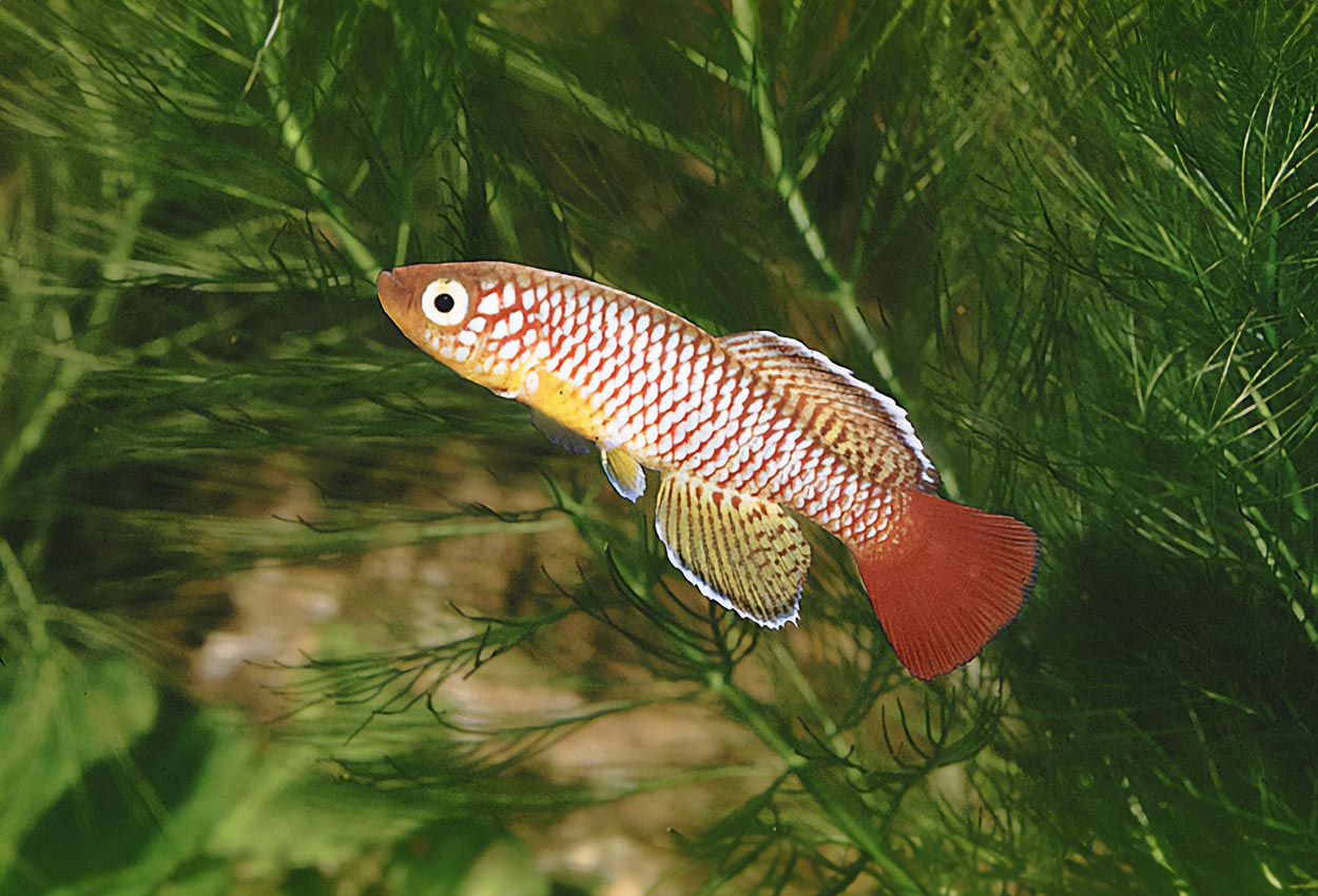 Foto på fisken Nothobranchius palmqvisti