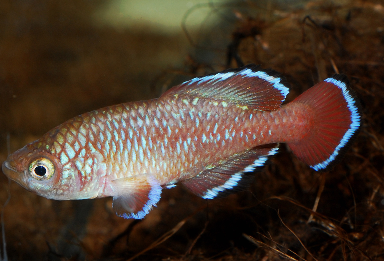 Rubros/Rubroreticulatus notho