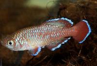 <i>Nothobranchius rubroreticulatus</i>, Zakoume National Park