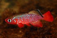 <i>Nothobranchius cardinalis</i>, Mbwemkuru River KTZ 85