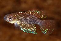 <i>Spectrolebias reticulatus</i>