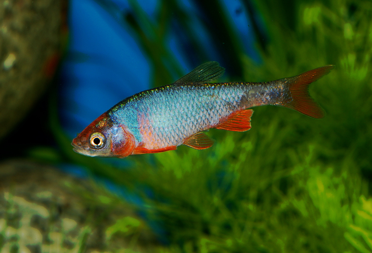 Amerikansk rödfensbarb, red/rainbow shiner 