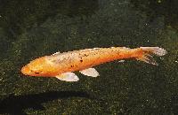 <i>Cyprinus carpio</i>