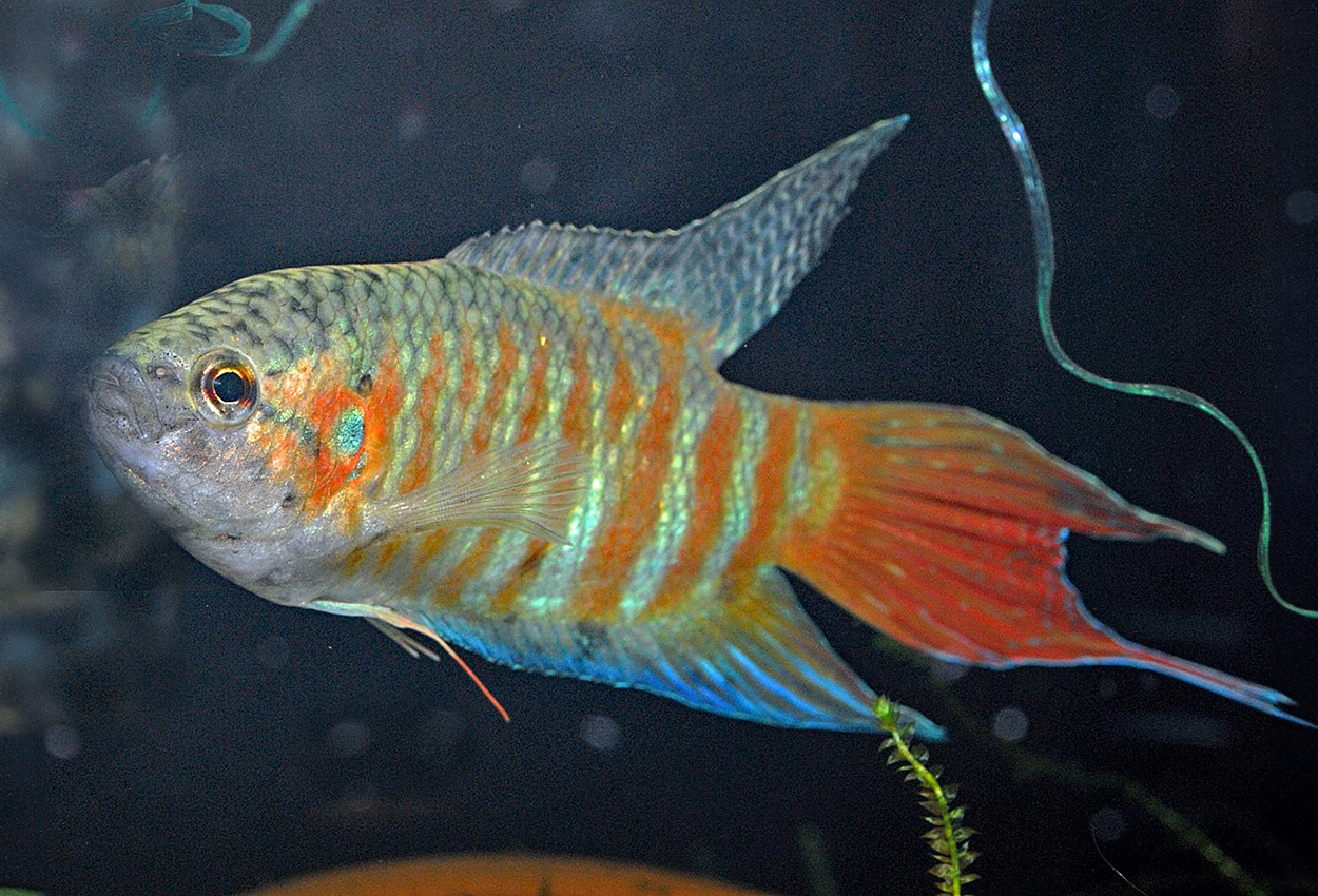 Foto på fisken Macropodus opercularis