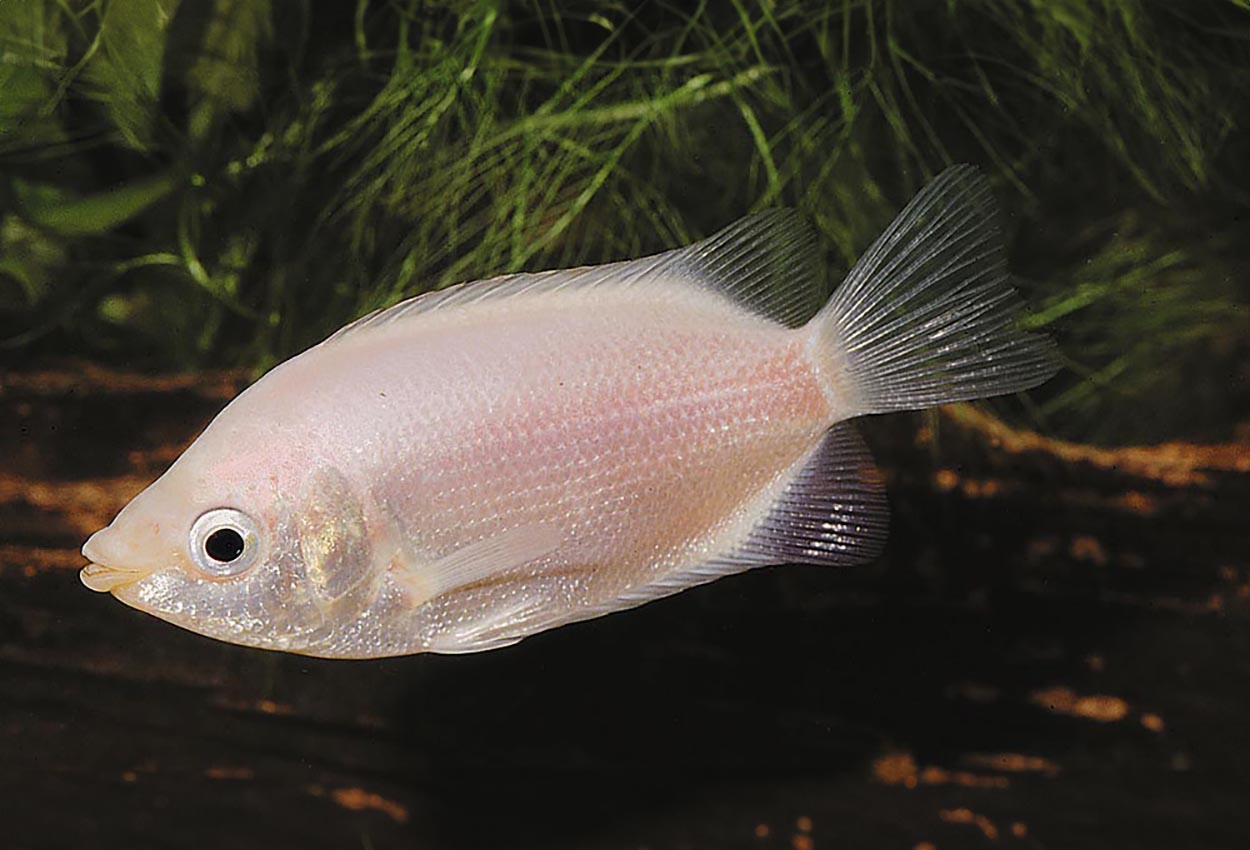 Kyssguramin (Helostoma temmicki) är en populär akvariefisk som alltför ofta hålls i för små akvarier. Den måste ha ett akvarium som minst innehåller 700 liter och är 200 cm långt.