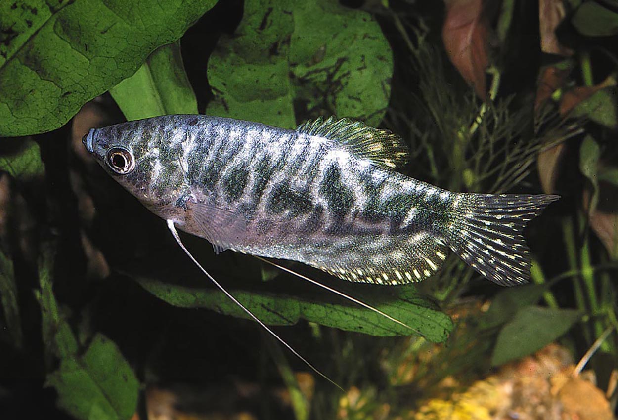 Foto på fisken Trichopodus trichopterus