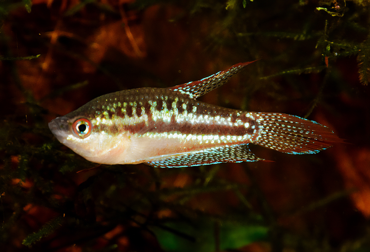 Foto på fisken Trichopsis pumila