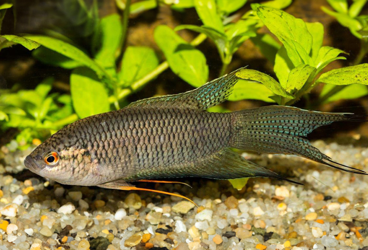 Foto på fisken Macropodus spechti