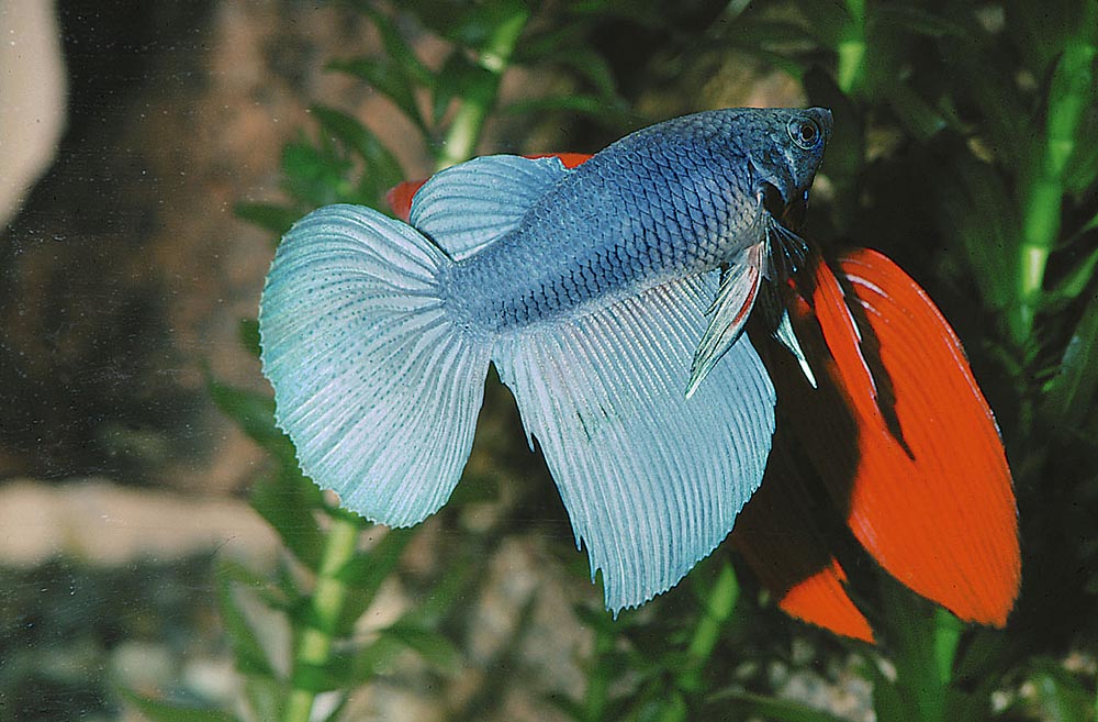 Kampfisken (Betta splendens) lever i sin naturliga miljö ofta i små syrefattiga pölar. Den är mycket aggressiv och det krävs mycket stora akvarier för att man skall kunna ha två hanar ihop.