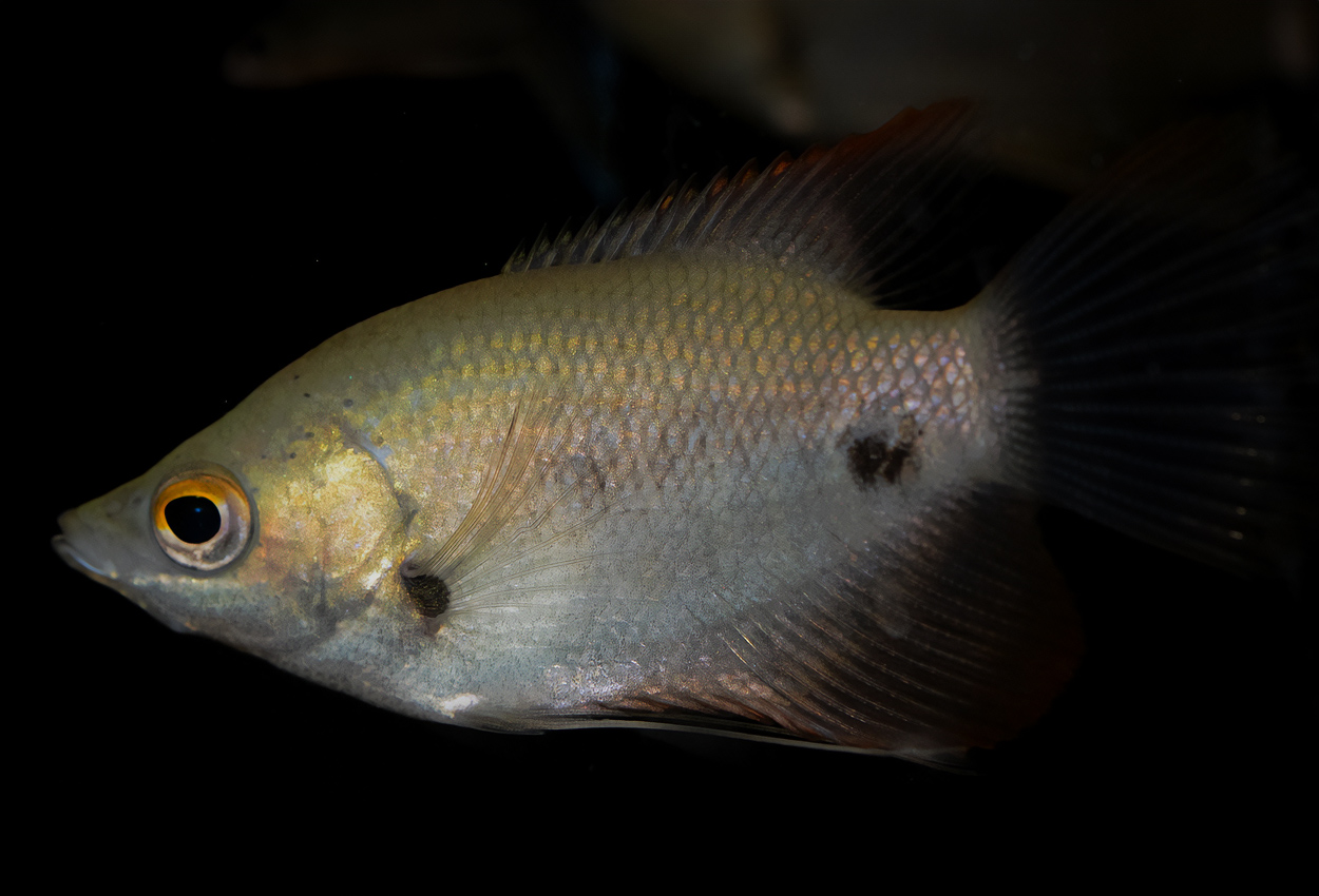 De flesta labyrintfiskar är mycket lämpliga som akvariefiskar, eftersom de är små och vackra och tåliga. Det finns dock några undantag, som jätteguramin. Bilden visar Rödstjärtad jättegurami (Osphronemus laticlavius). Foto: Kjell Fohrman.