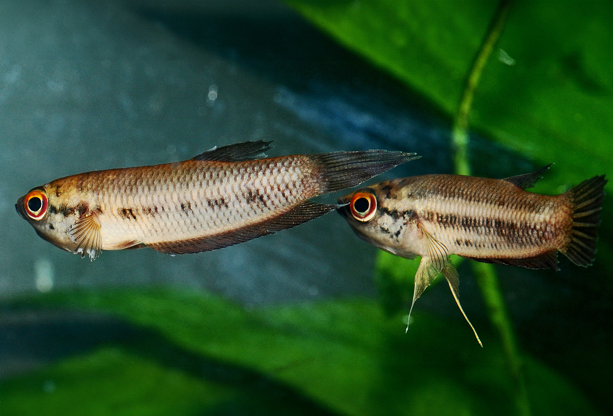 Foto på fisken Betta tomi