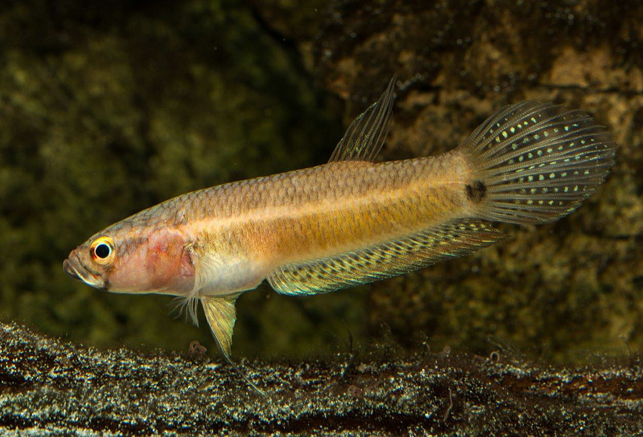 Howong/enfläcks-betta, stor kampfisk