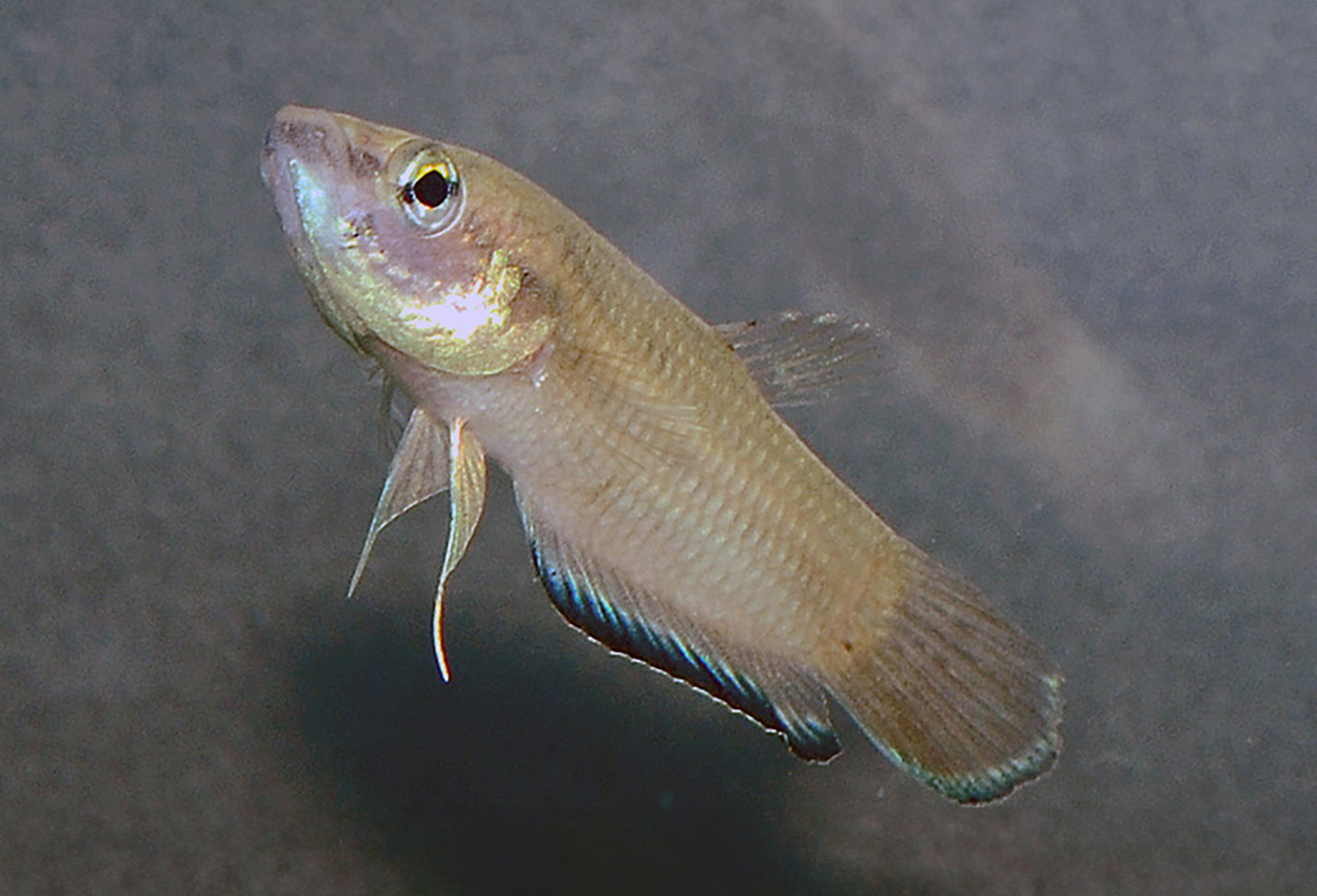 Krabis munruvarbetta