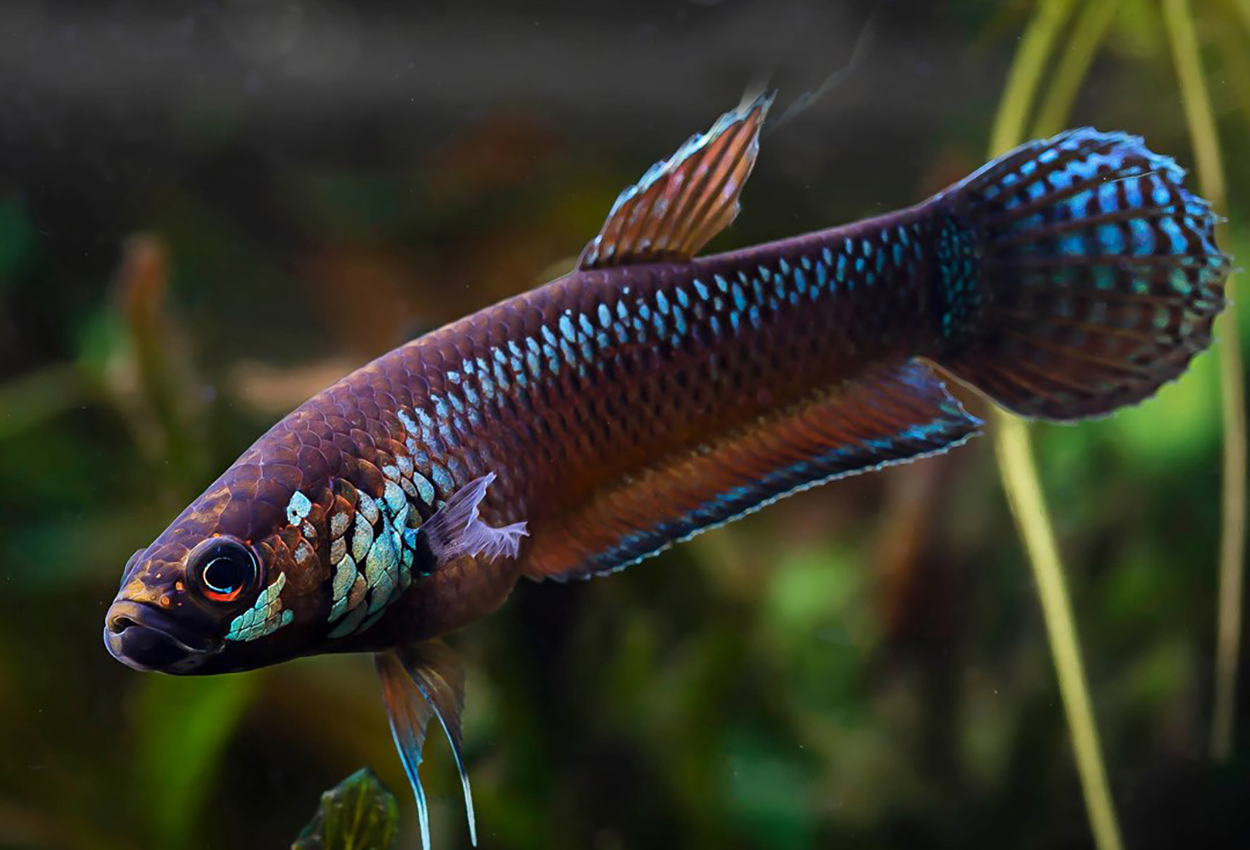 Pallidus kampfisk/betta