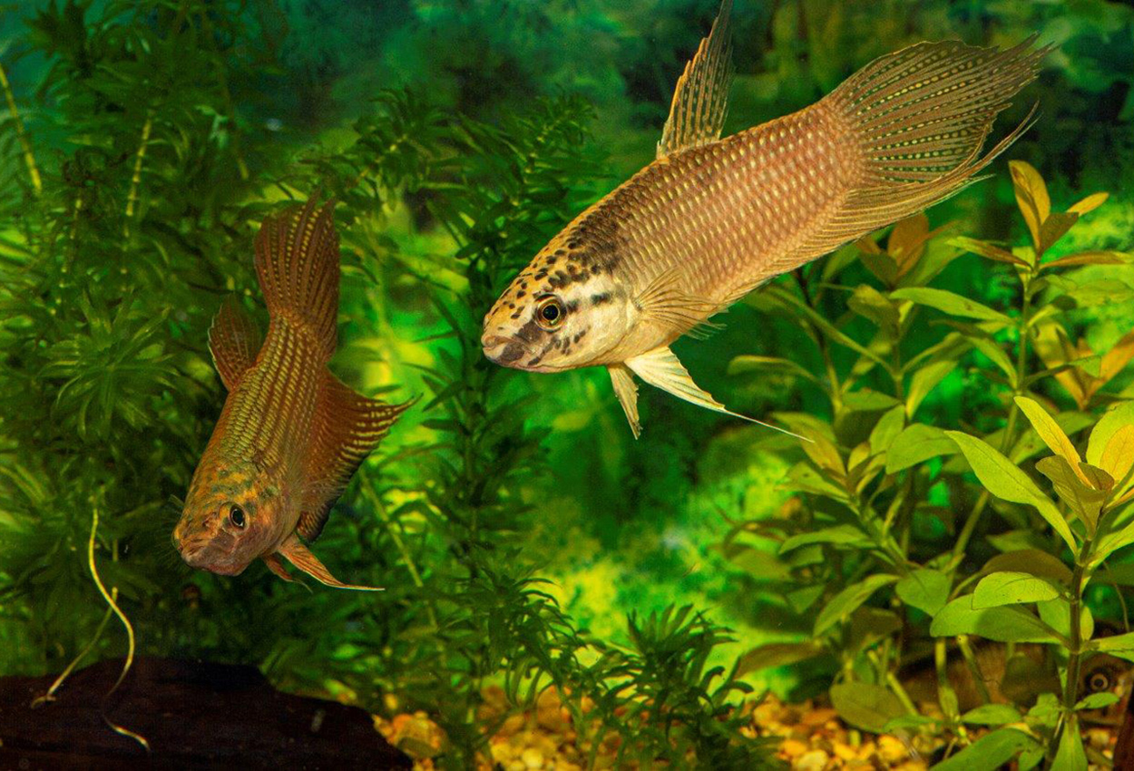 Foto på fisken Betta obscura