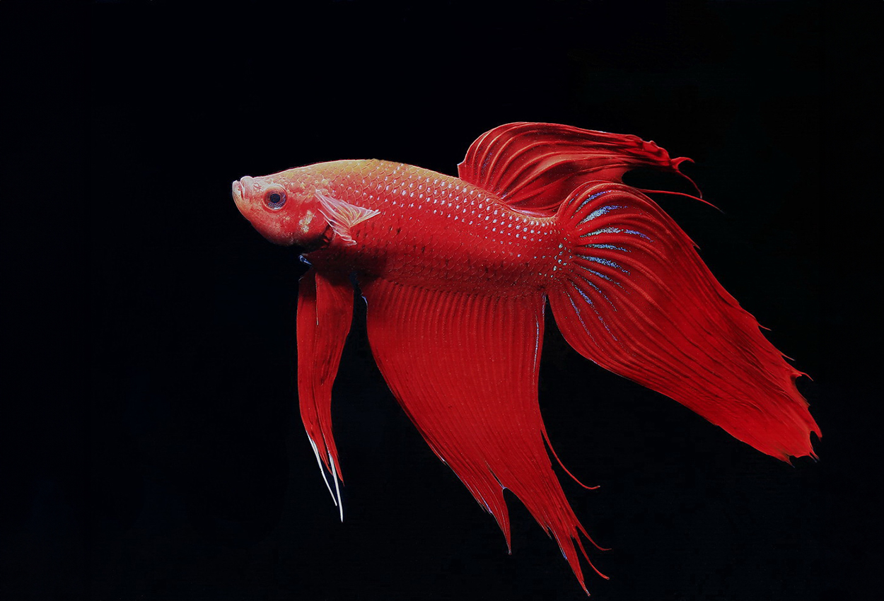 Foto på fisken Betta splendens