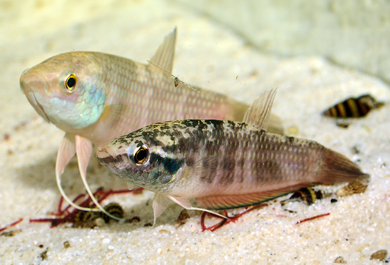 Långfenad/gecko betta