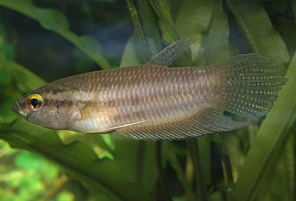 Foto på fisken Betta balunga 