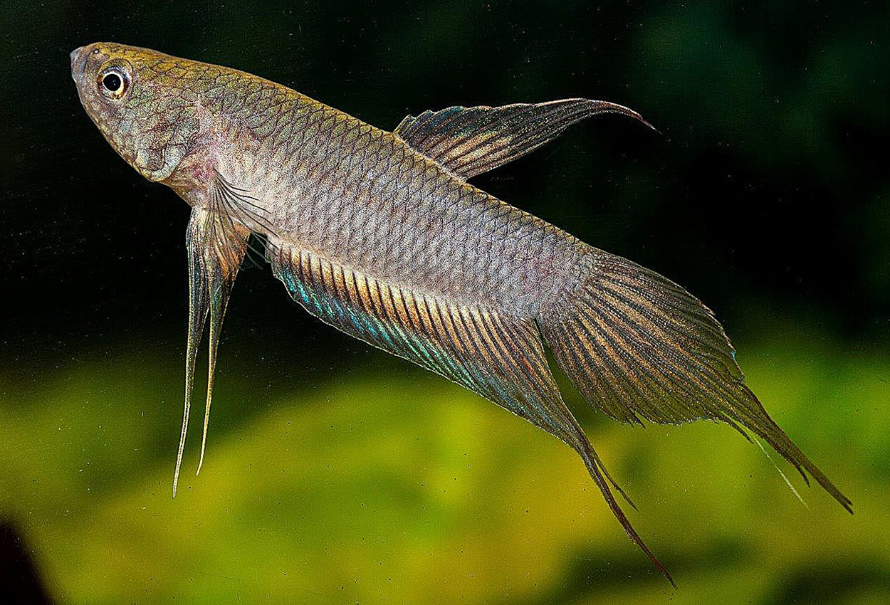 Foto på fisken Betta dimidiata