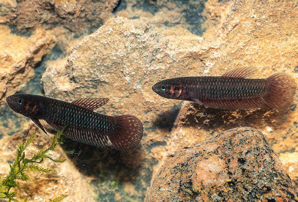 Foto på fisken Betta hendra