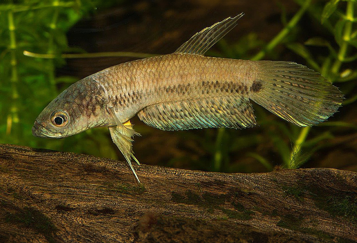 Foto på fisken Betta sp. 'Antuta' 