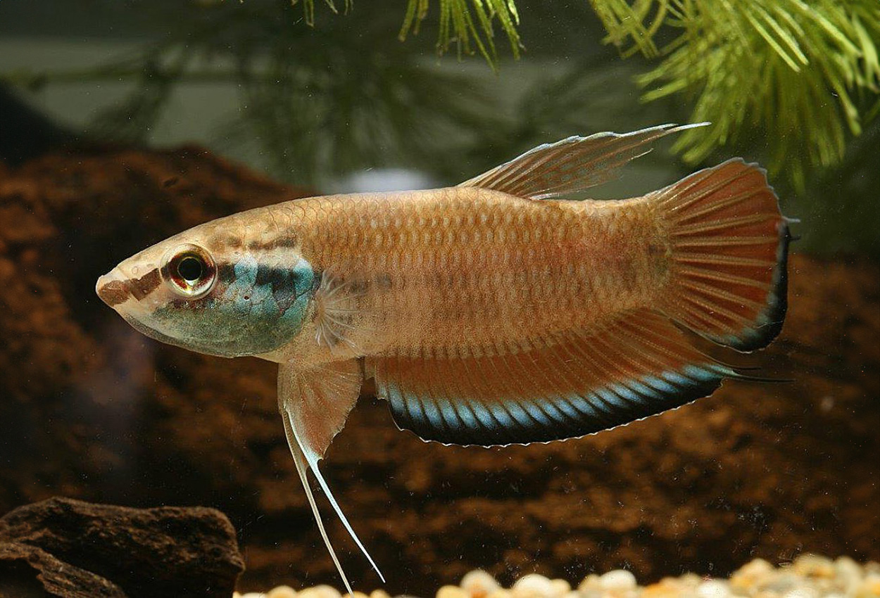 Borneo/bandad/randig betta