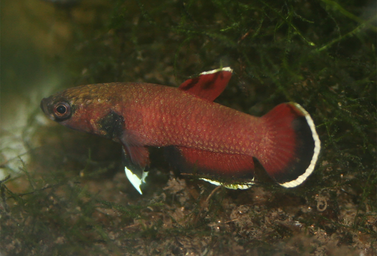 Ormhuvudsbetta, munruvande dvärgkampfisk