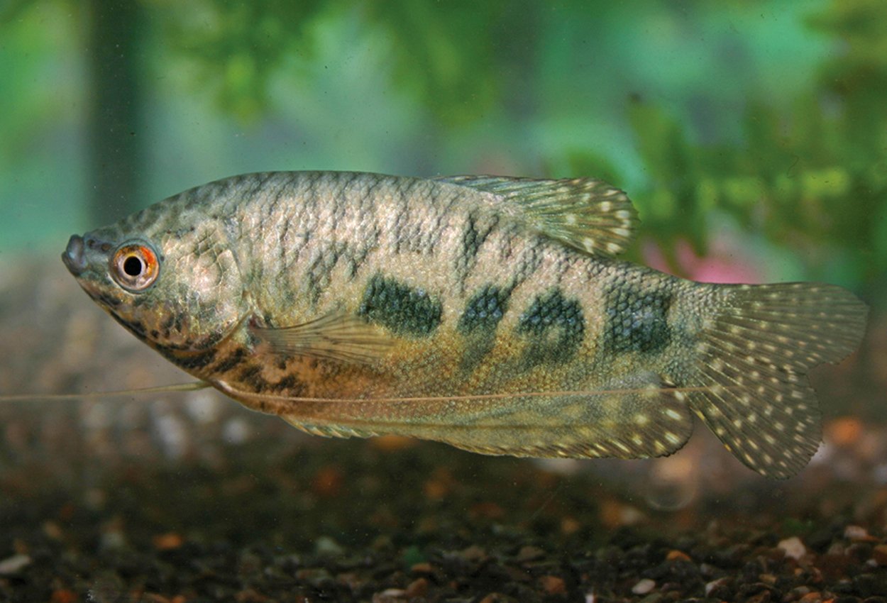 Marmorgurami