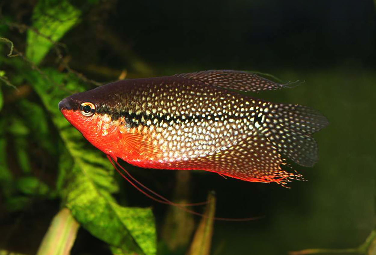 Foto på fisken Trichopodus leeri