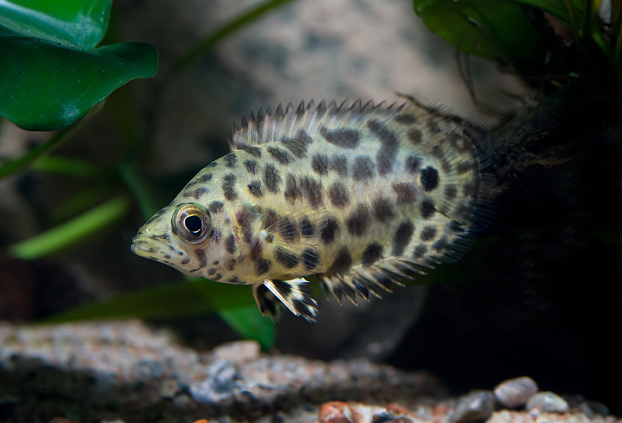 Ctenopoma acutirostre är en labyrintfisk som sällan förekommer i handeln.