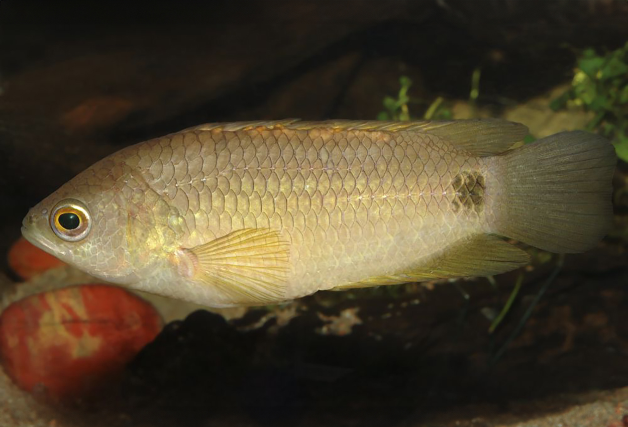 Kingsleys ctenopoma, stjärtfläcks ctenopoma