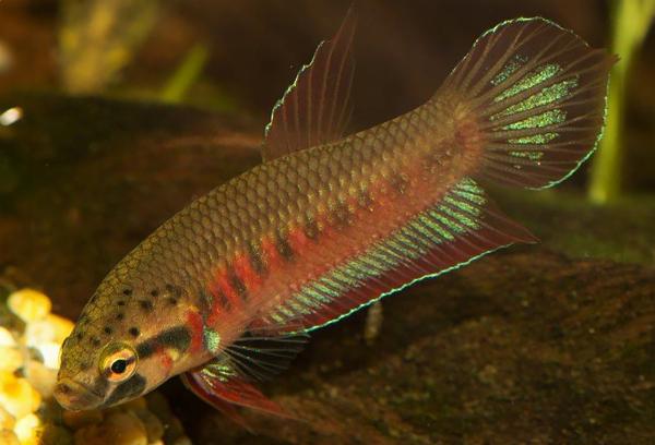 Röd Toba betta