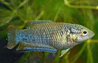 <i>Macropodus erythropterus</i>